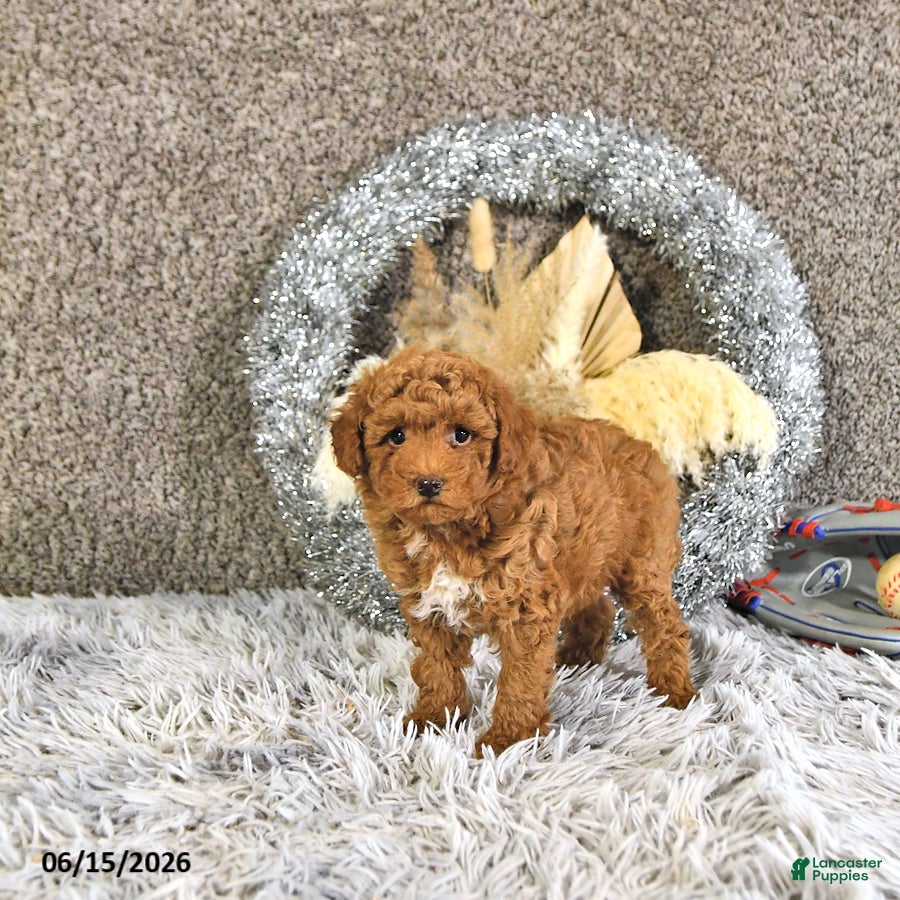 Toy Poodle dogs Asher - Ad 1