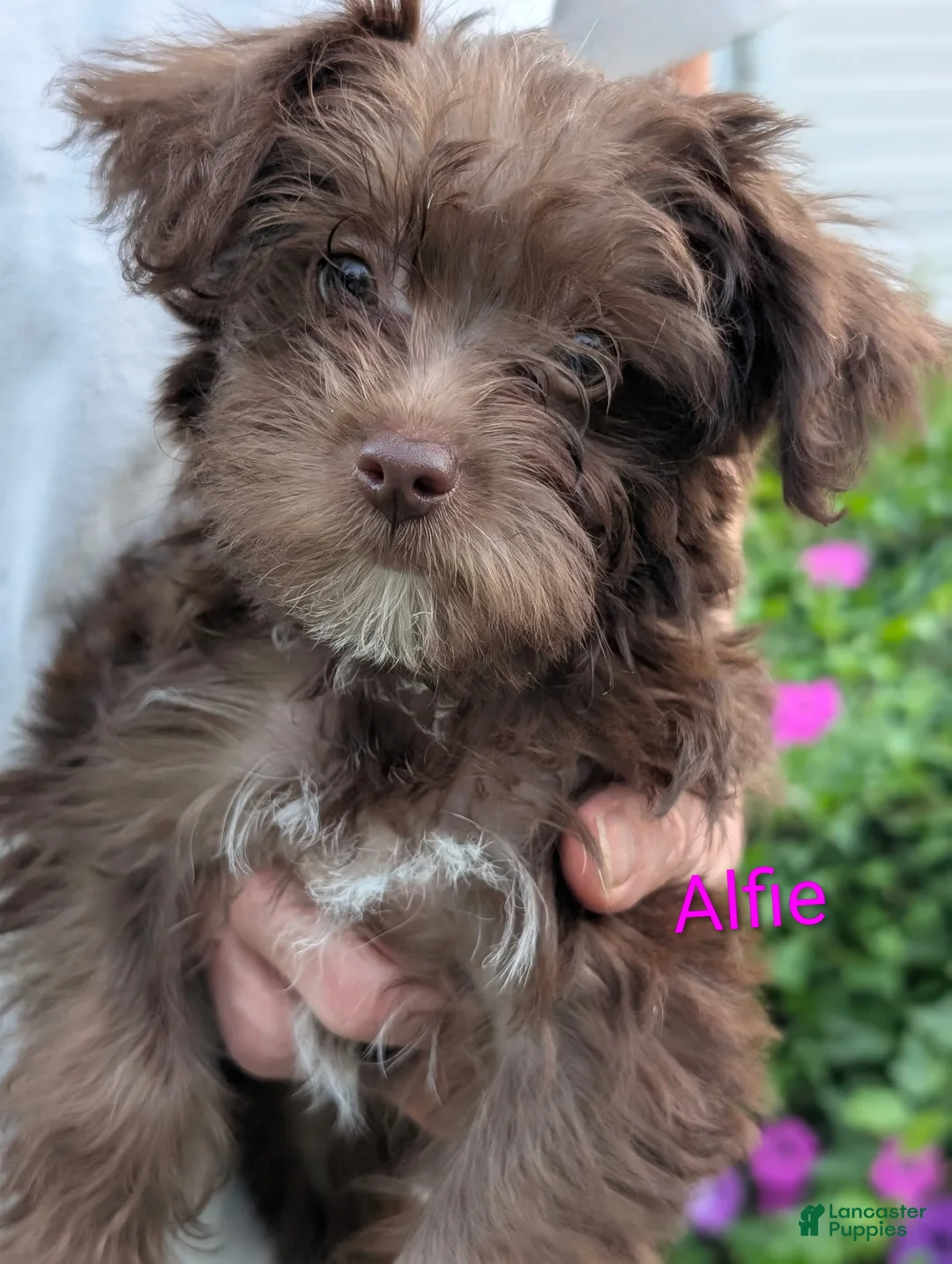 Yorkiepoo dogs for sale: Yorkiepoo 2 - Ad 1