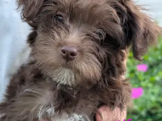 Yorkiepoo dogs Yorkiepoo 2 - Ad 10