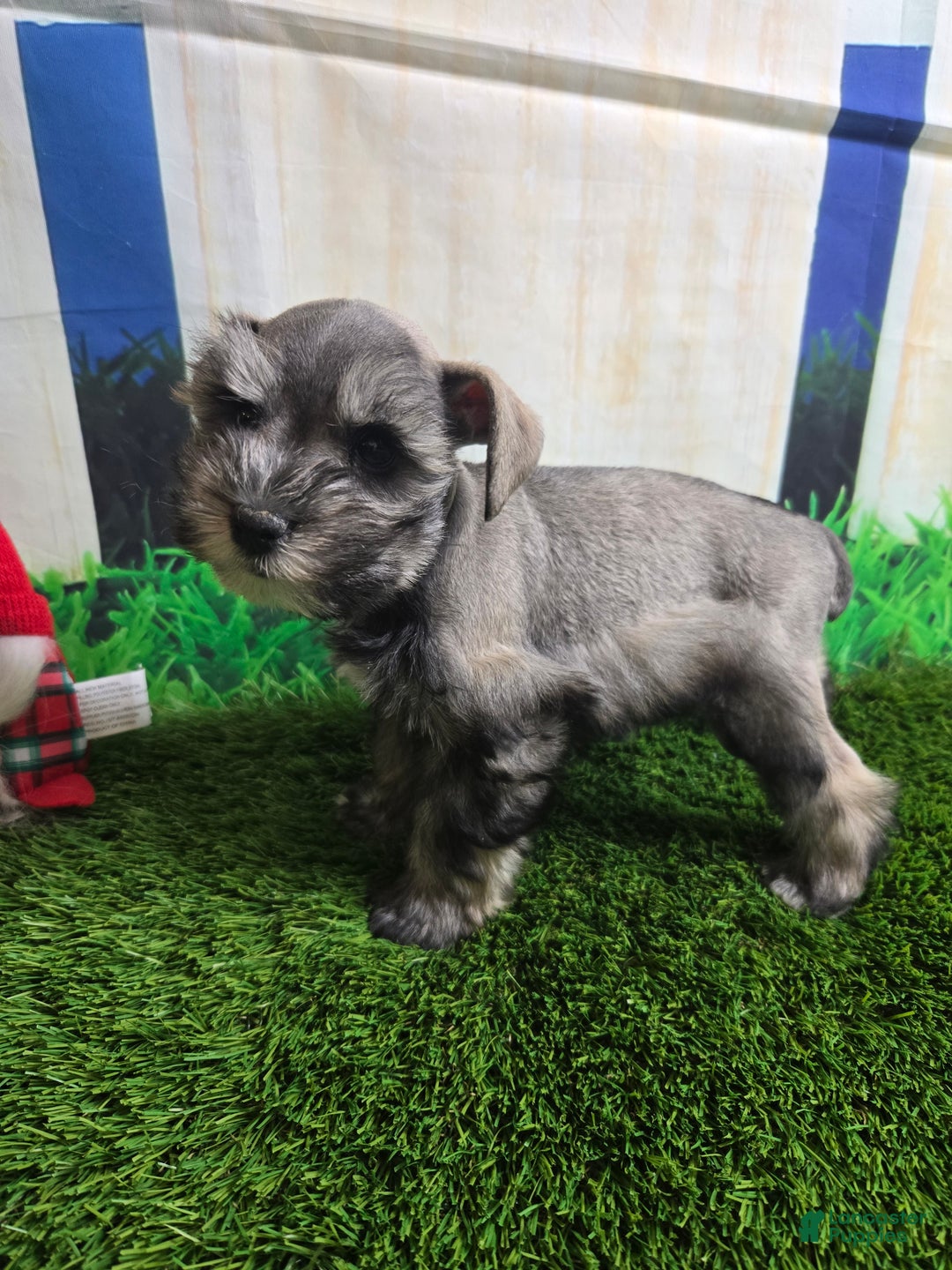 Miniature Schnauzer dogs for sale: Miniature Schnauzer Puppy 1 - Ad 3