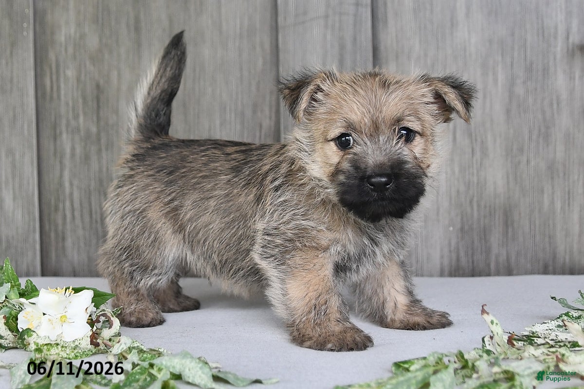 Cairn Terrier dogs Alex - Ad 1