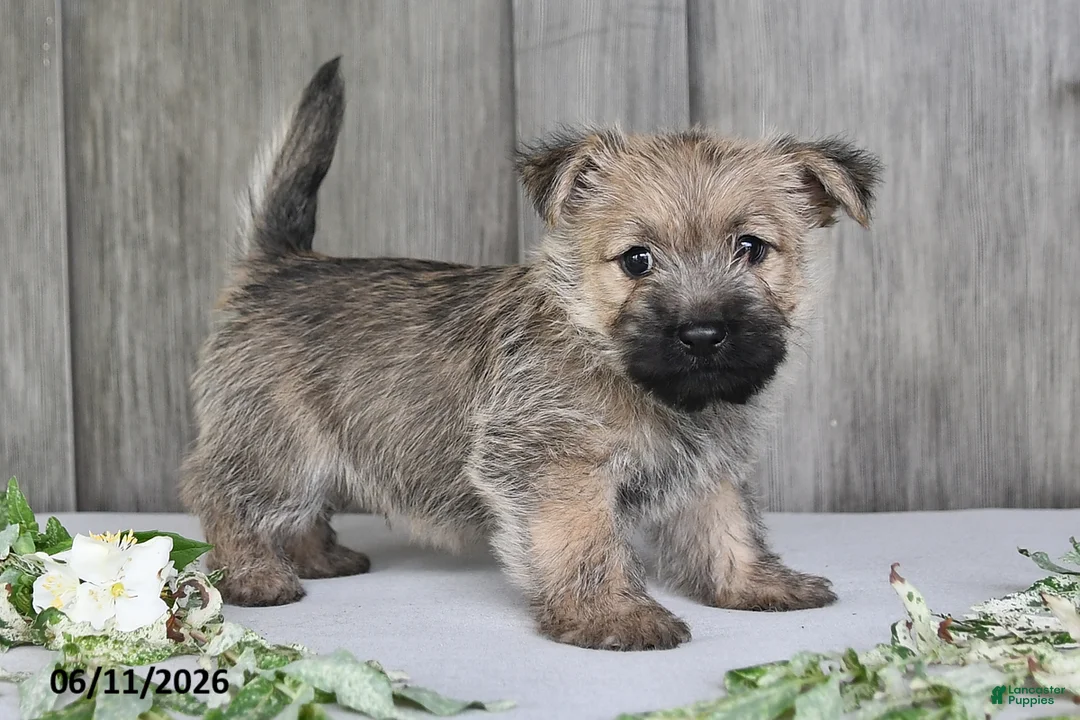 Cairn Terrier dogs for sale: Alex - Ad 1