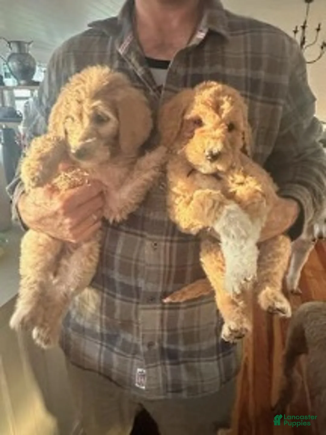 Goldendoodle dogs for sale: Goldendoodle Puppy 1 - Ad 2
