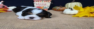 Cavalier King Charles Spaniel Puppy 3