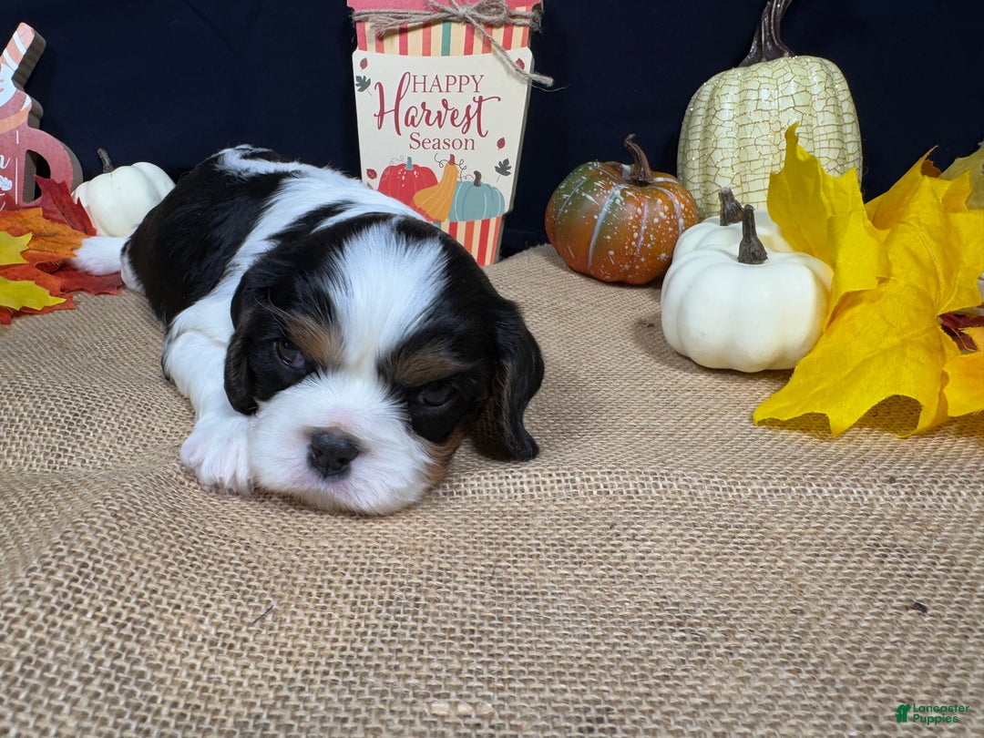 Cavalier King Charles Spaniel dogs for sale: Cavalier King Charles Spaniel Puppy 3 - Ad 1