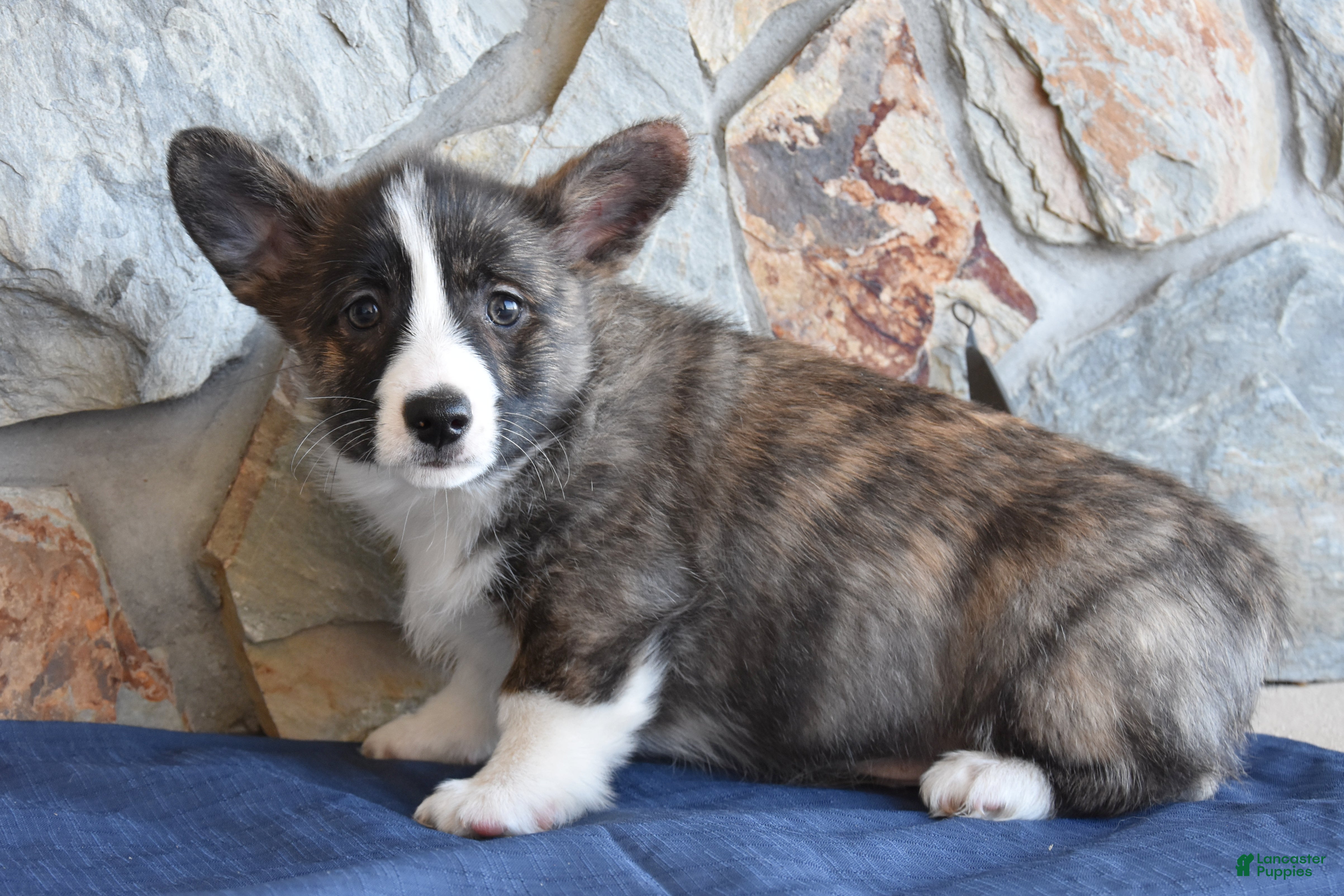 Welsh Corgi Pembroke dogs Sawyer - Ad 1