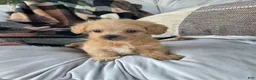 Shihpoo dogs for sale: Cody - Ad 3
