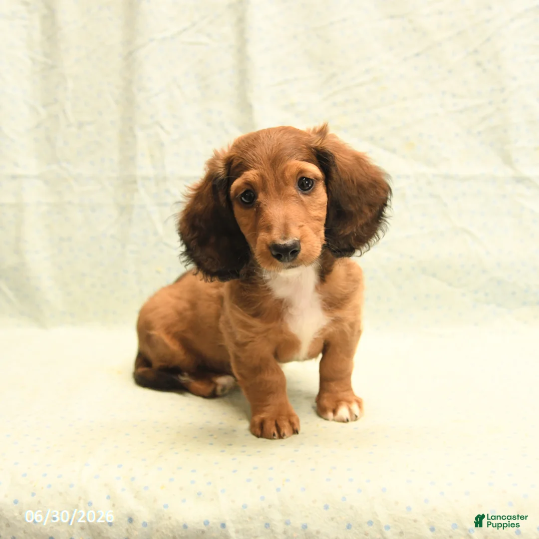 Dachshund dogs for sale: Fred - Ad 5