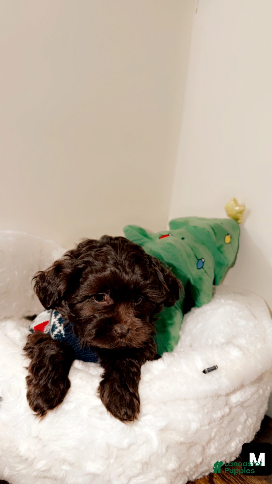 Shihpoo dogs for sale: Dash - Ad 2