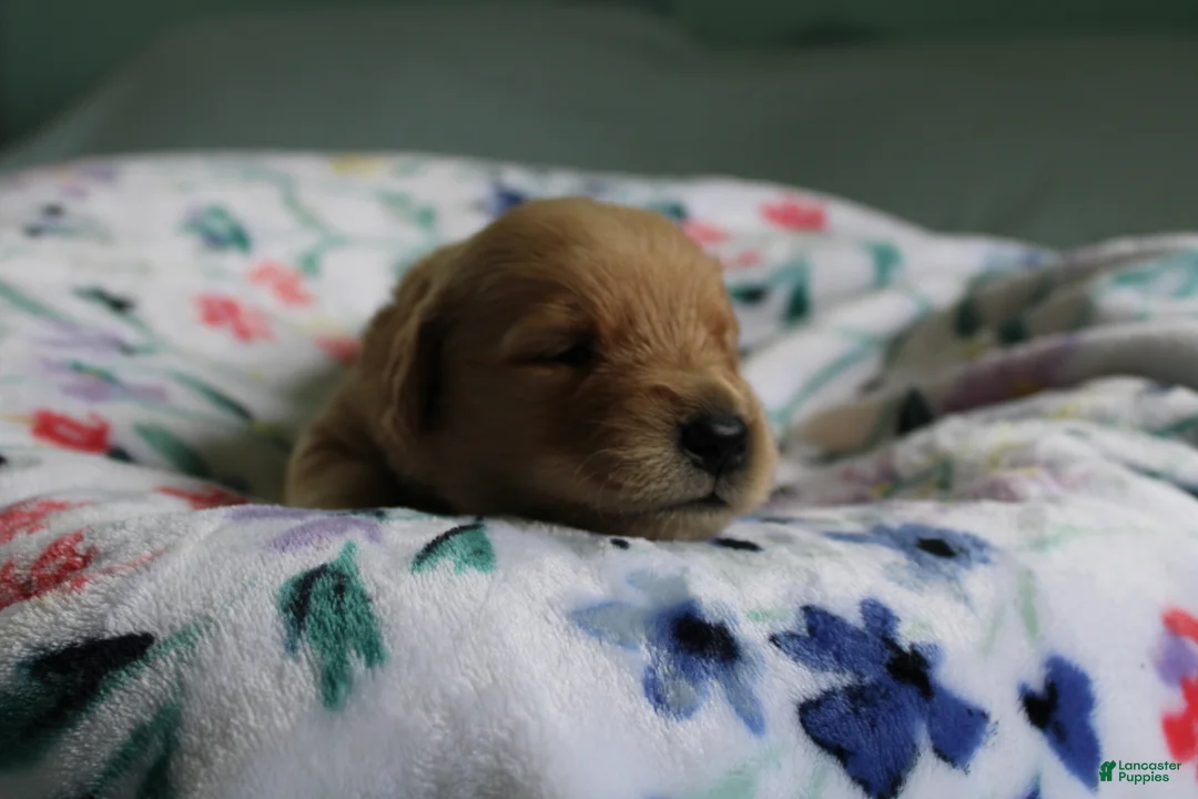 Golden Retriever dogs for sale: Golden Retriever Puppy 2 - Ad 2