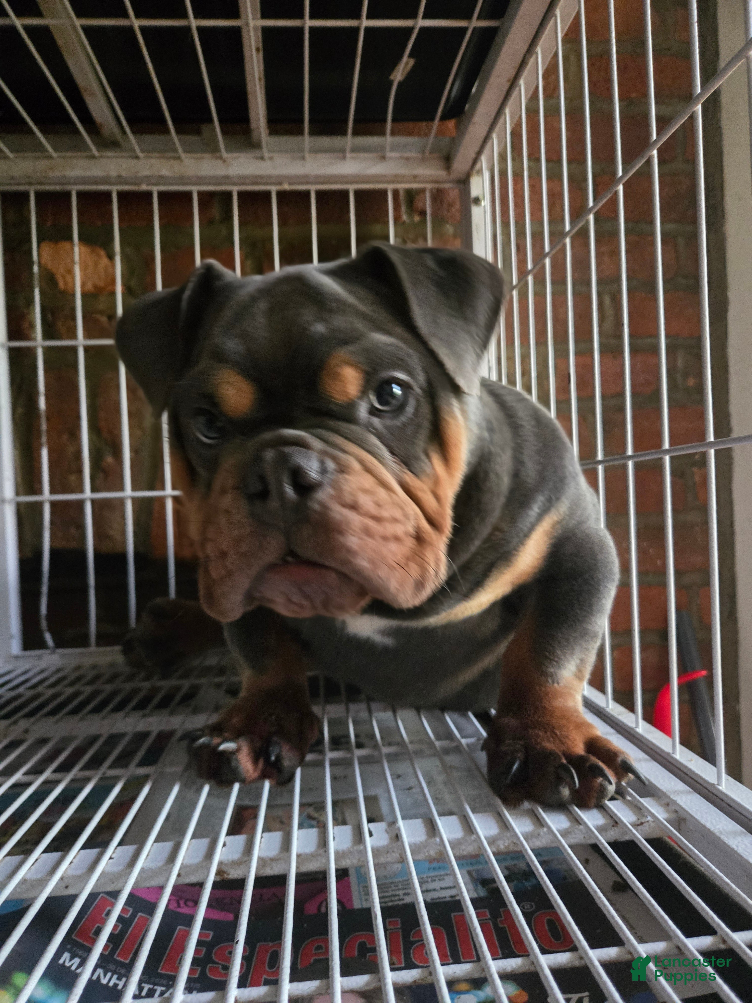 English Bulldog dogs for sale: BLUE - Ad 1