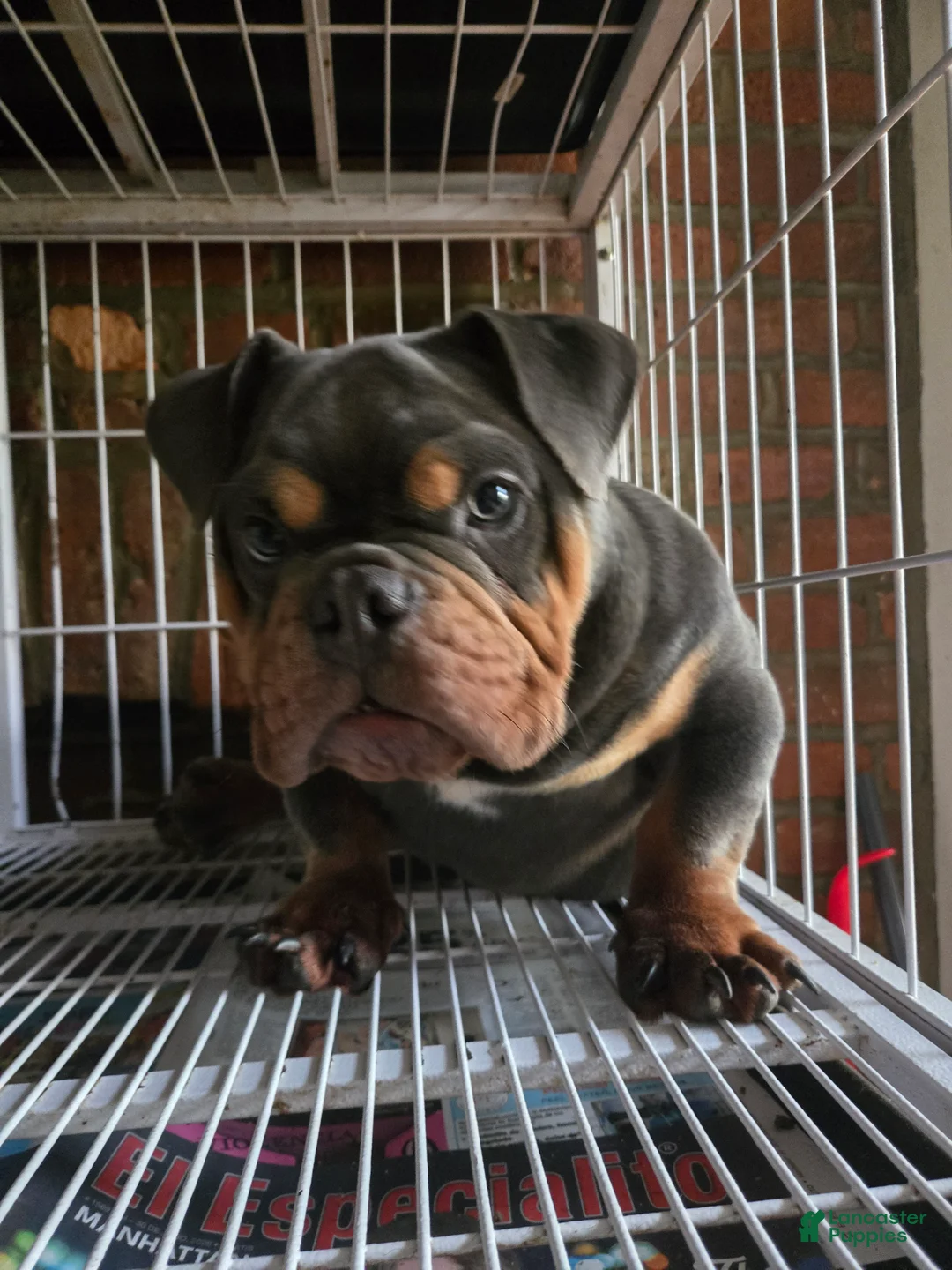 English Bulldog dogs for sale: BLUE - Ad 1
