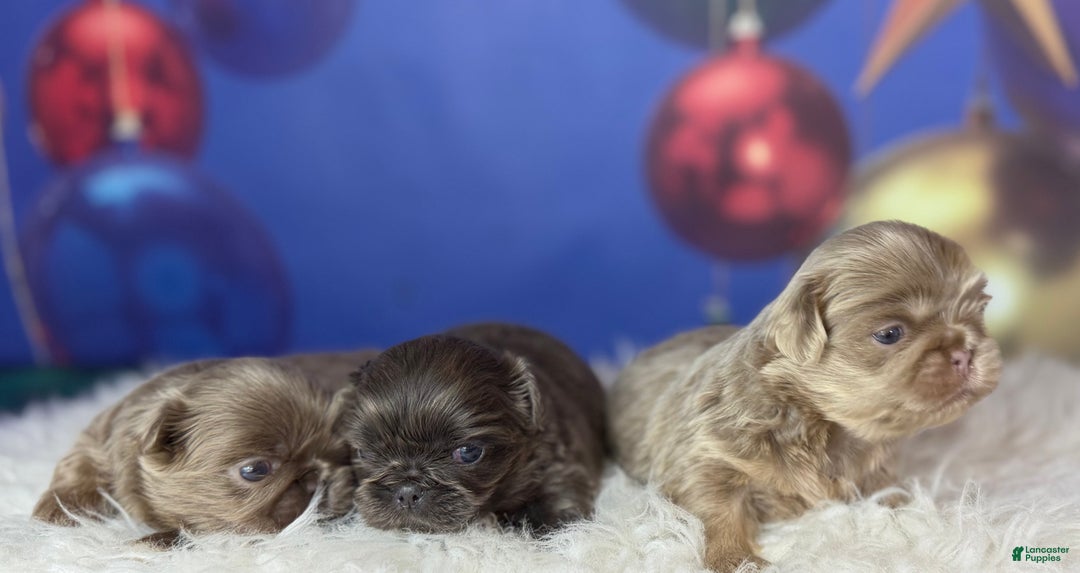 Pekingese dogs for sale: Akc DNA OFA Blue boots  - Ad 11