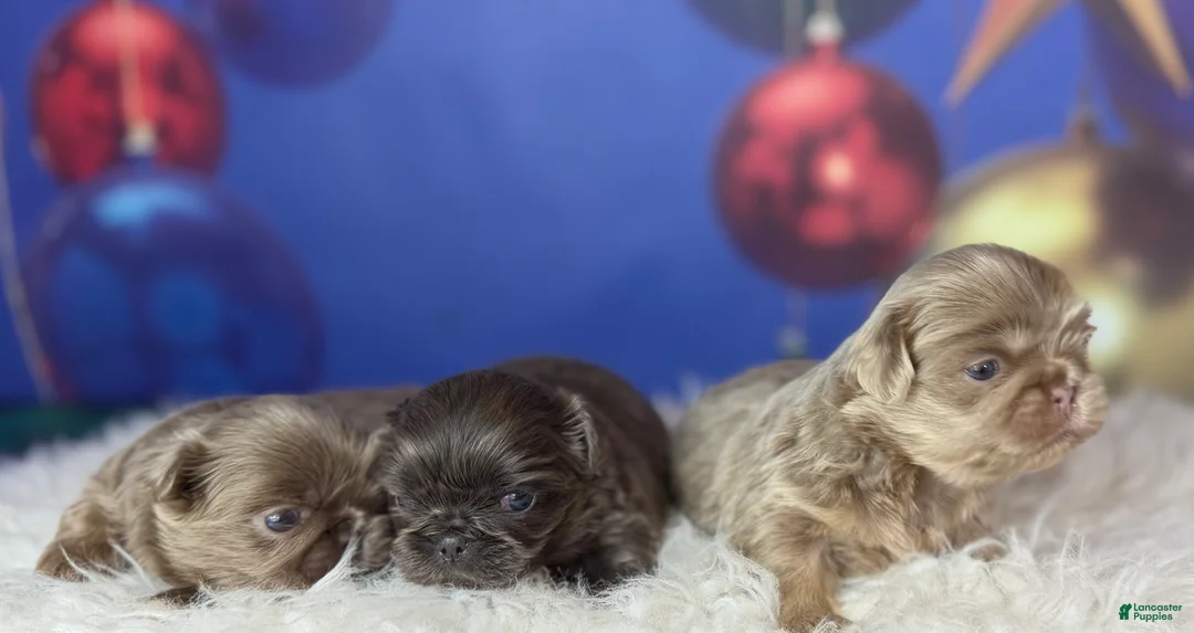 Pekingese dogs for sale: Akc DNA OFA Blue boots  - Ad 12