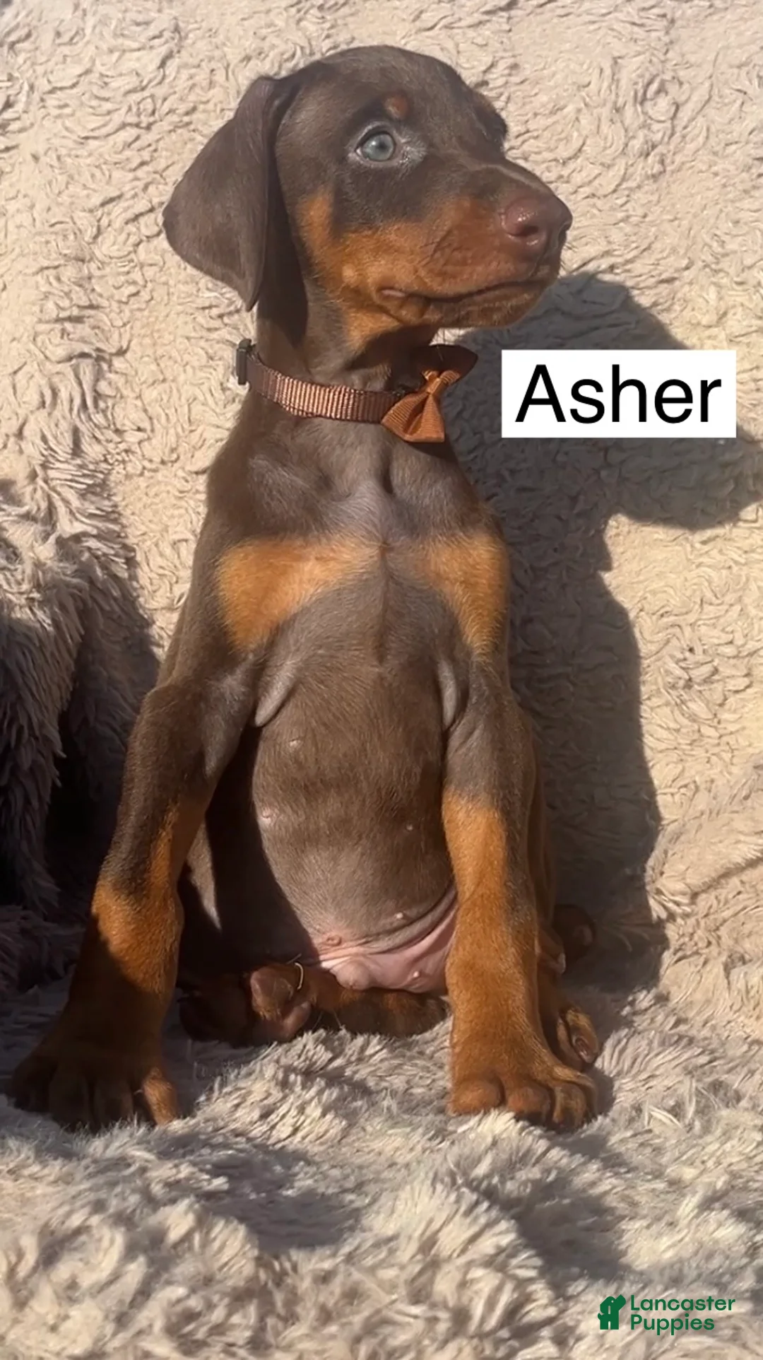 Doberman Pinscher dogs for sale: Asher - Ad 4