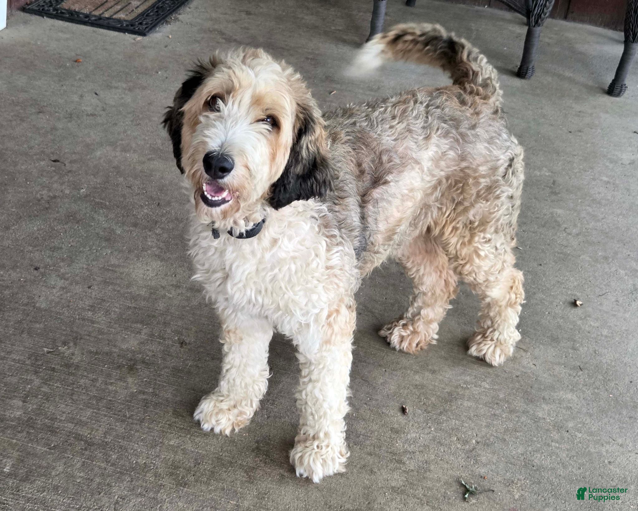 Aussiedoodle dogs Sammy's Teal Paw Print Girl - Ad 2