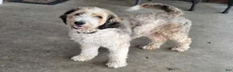 Aussiedoodle dogs for sale: Sammy's Teal Paw Print Girl - Ad 2