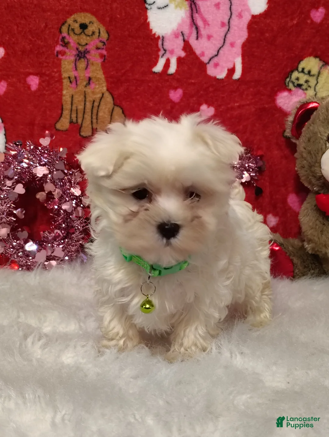 Maltese dogs for sale: Noah - green - Ad 1