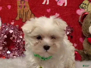 Maltese dogs Noah - green - Ad 33