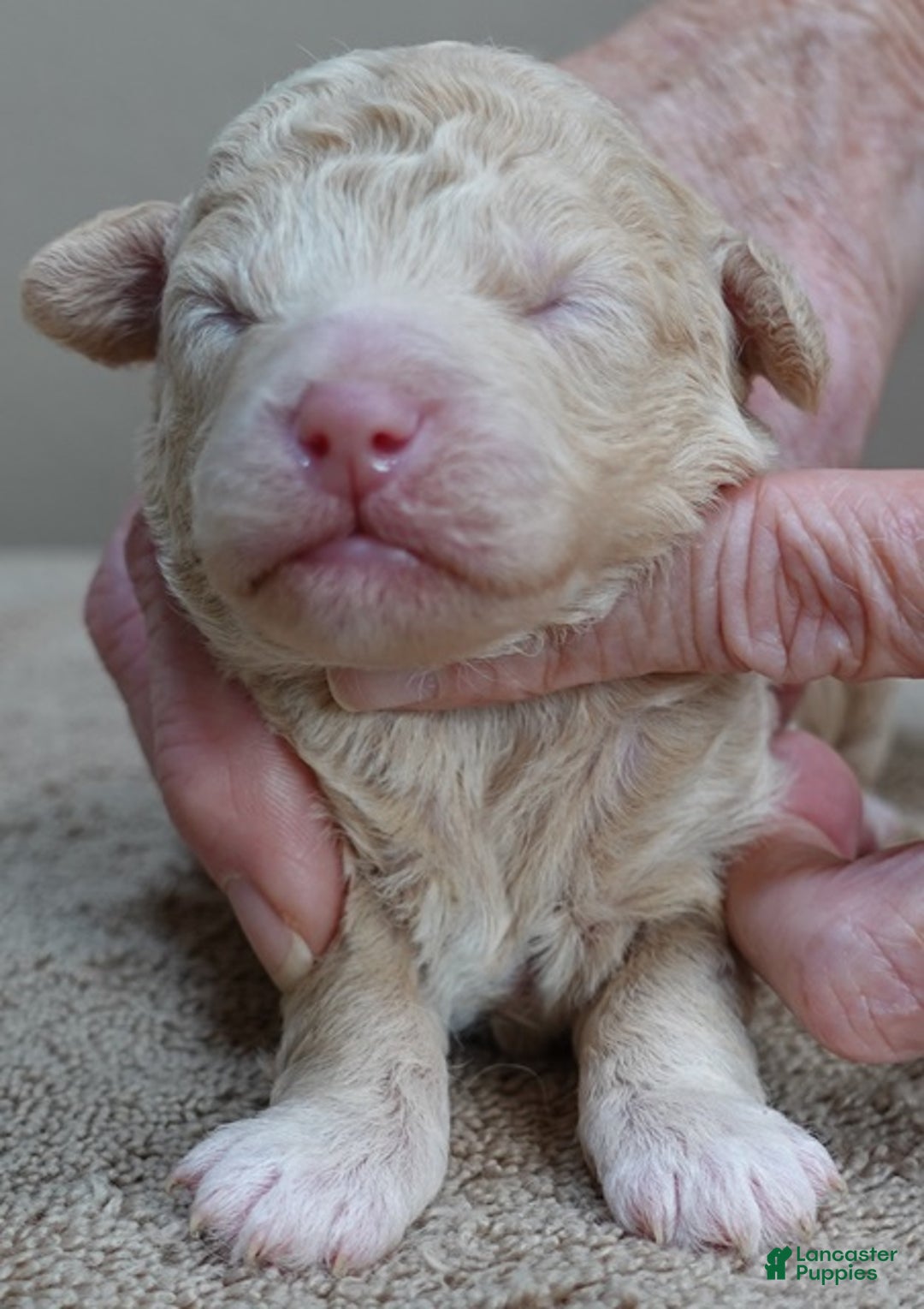 Toy Poodle dogs for sale: Denver shimmering champagne - Ad 12