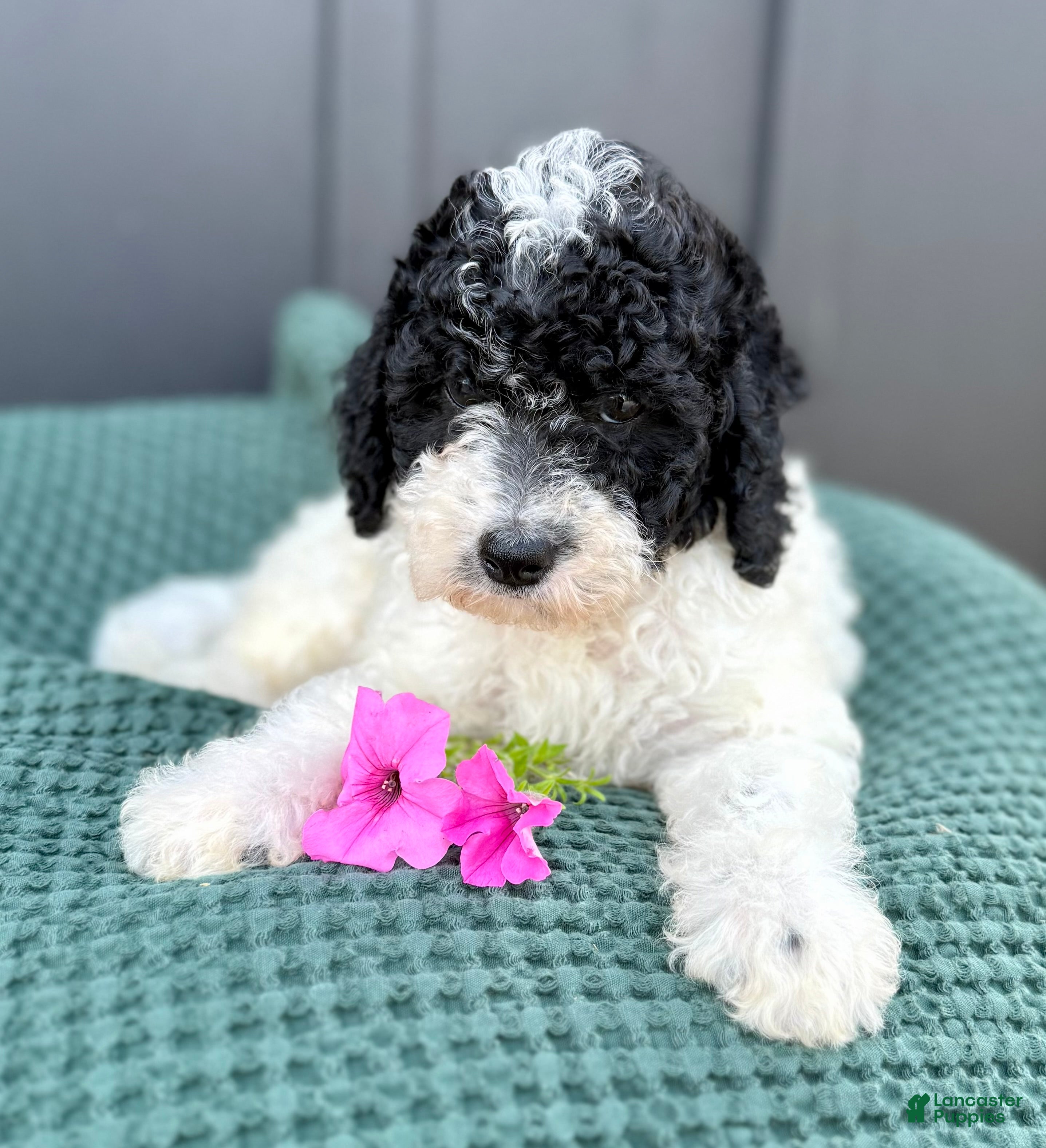 Mini Goldendoodle dogs SAILOR - Ad 1
