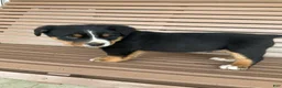Greater Swiss Mountain Dog dogs for sale:  Bart - Ad 3