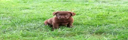 Labrador Retriever dogs for sale: Meredith - Ad 2