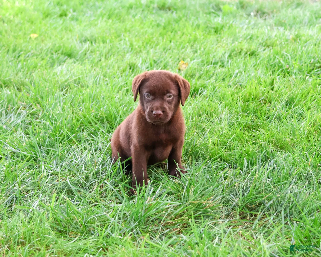Labrador Retriever dogs for sale: Meredith - Ad 2