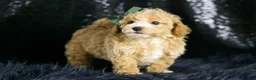 Maltipoo dogs for sale: Pancakes - Ad 7