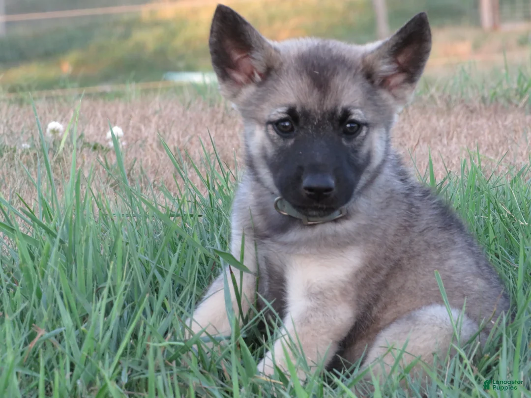 Norwegian Elkhound dogs for sale: Opportune - Ad 1