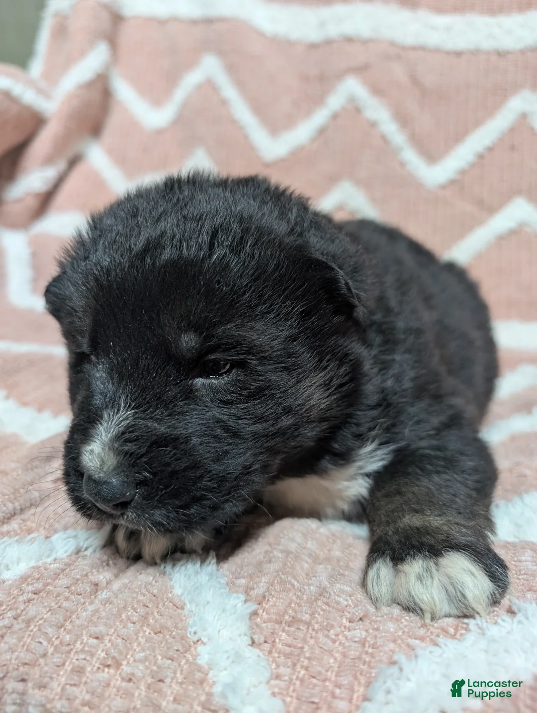 Gerberian Shepsky dogs for sale: Bentley  - Ad 3