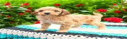 Mini Goldendoodle dogs for sale: Bundles - Ad 6
