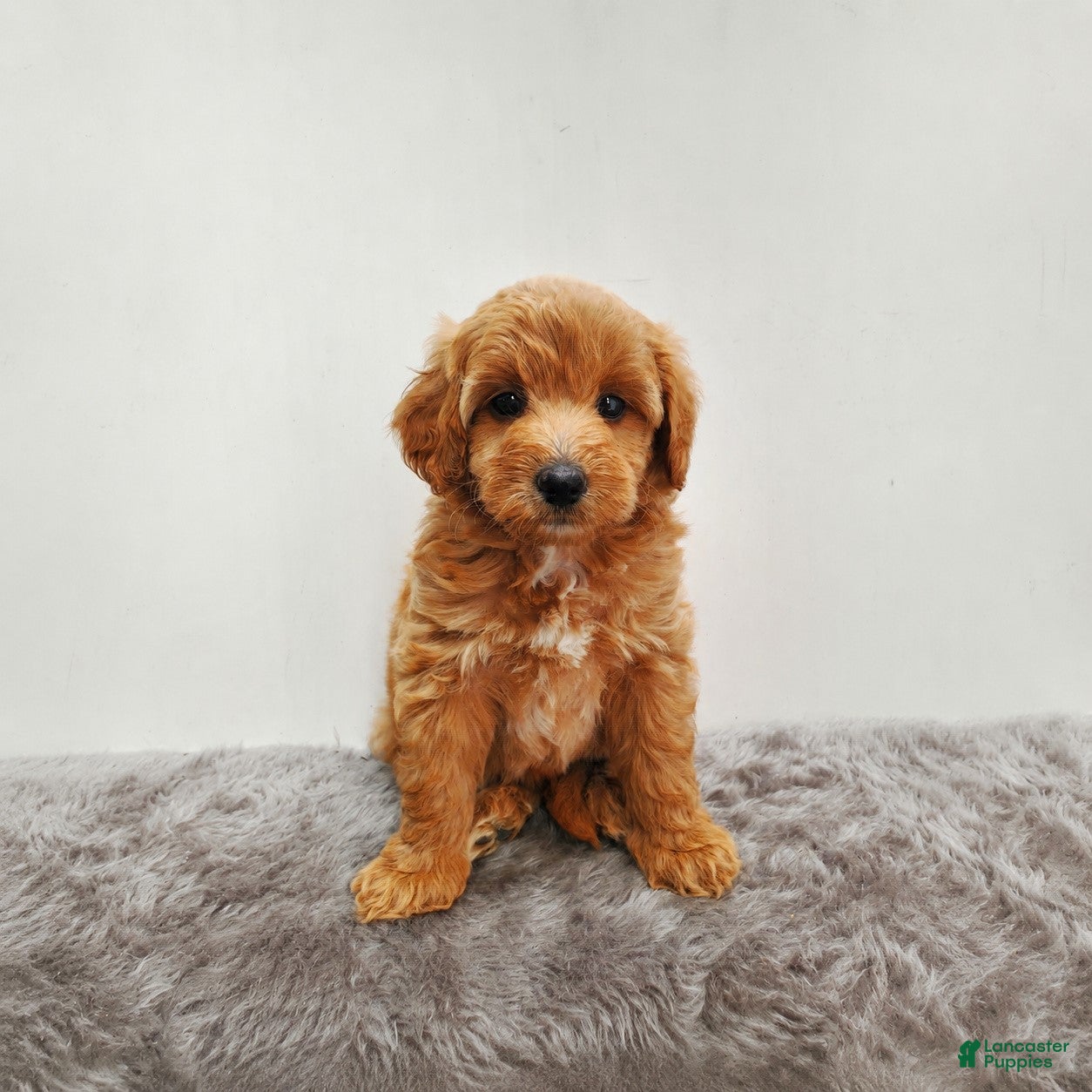 Mini Goldendoodle dogs for sale: Prince   - Ad 3