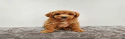 Mini Goldendoodle dogs for sale: Prince   - Ad 1