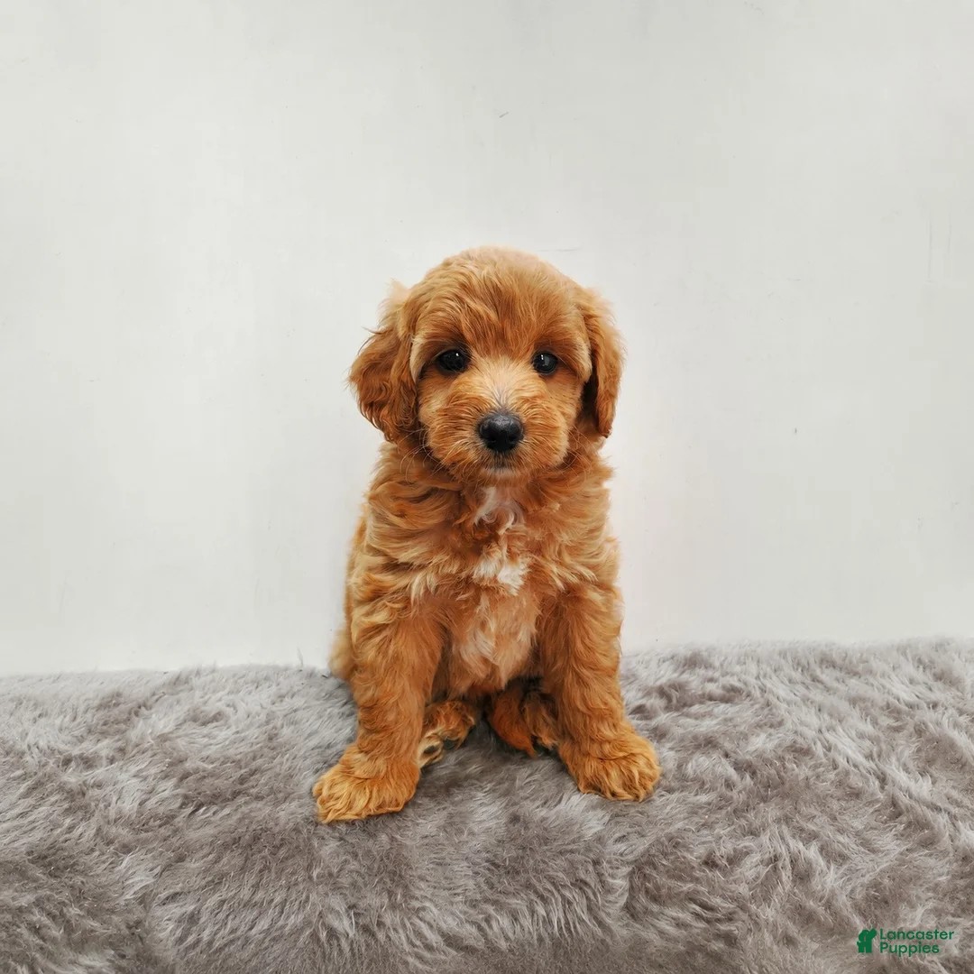 Mini Goldendoodle dogs for sale: Prince   - Ad 1