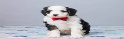Mini Bernedoodle dogs for sale: Caleb - Ad 4