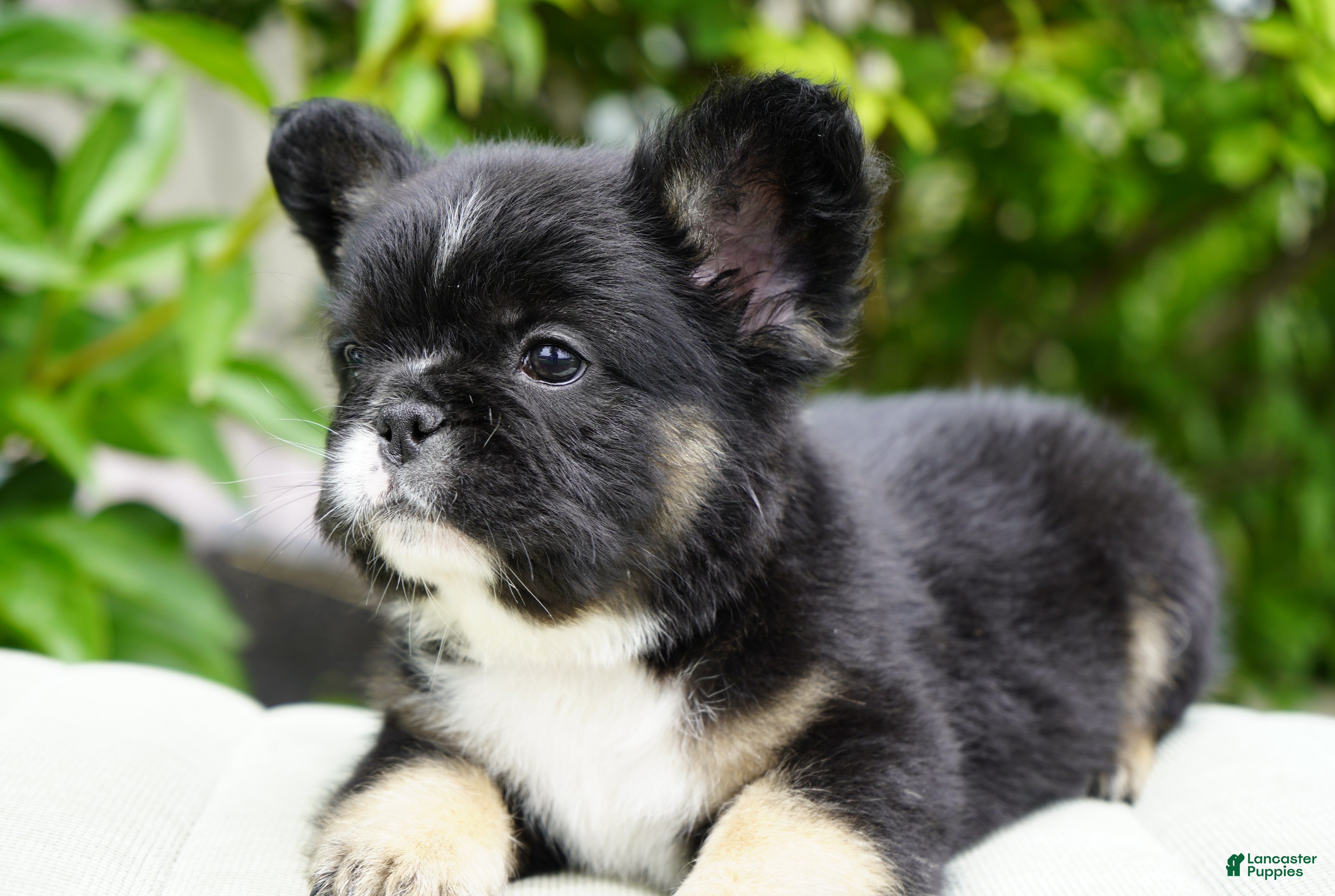 French Bulldog dogs Panda - Ad 2