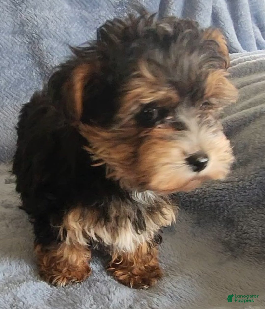 Yorkiepoo dogs for sale: Boyd - Ad 2