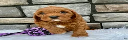 Cavapoo dogs for sale: Myles - Ad 2