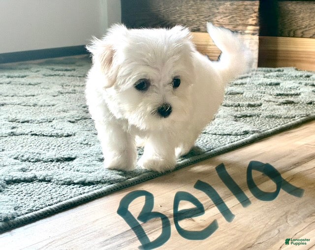 Maltese dogs Bella - Ad 1