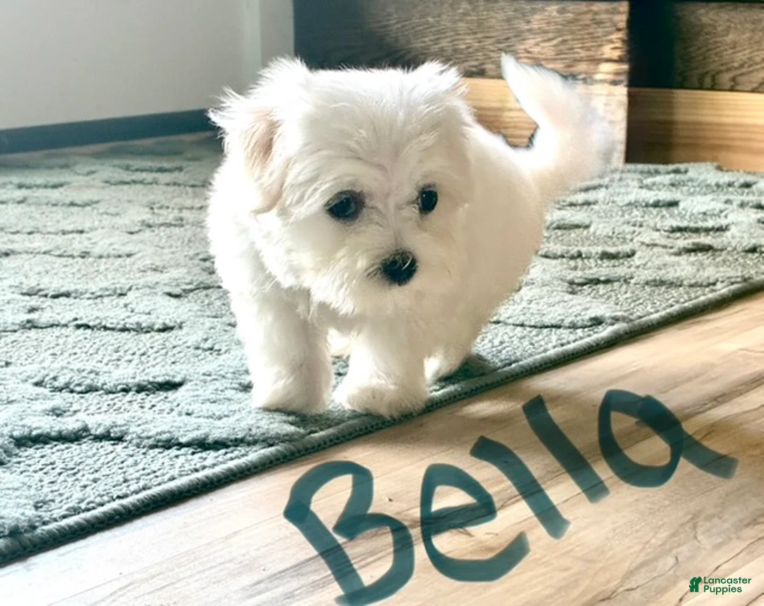 Maltese dogs for sale: Bella - Ad 1