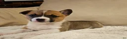 Mixed Breed dogs for sale: Athena - Ad 3