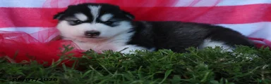 Tundra