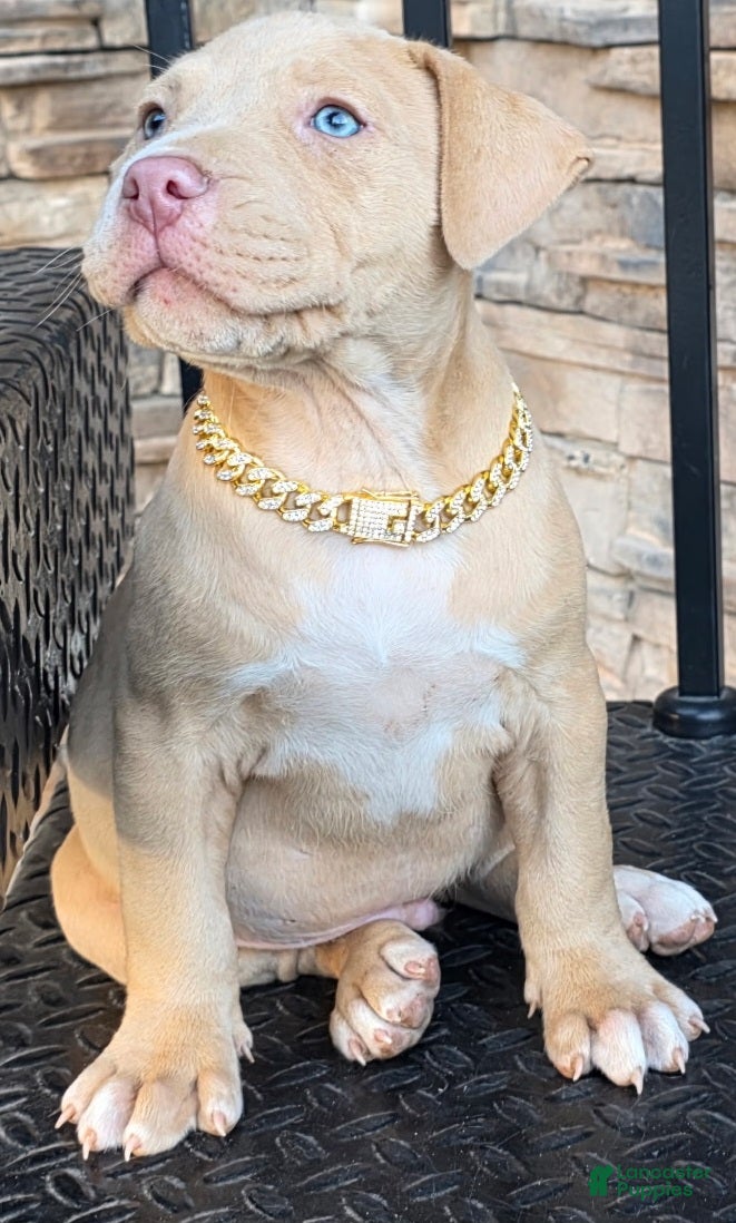American Pit Bull Terrier dogs Bane - Ad 2