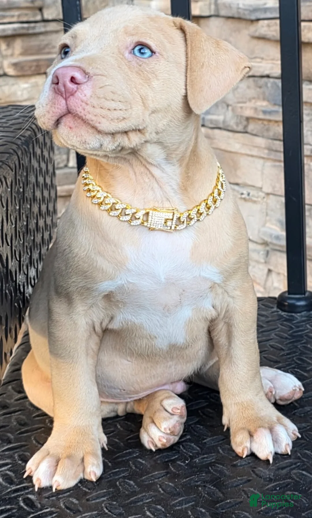 American Pit Bull Terrier dogs for sale: Bane - Ad 2