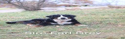 Bernese Mountain Dog dogs for sale: Anastasia  - Ad 4