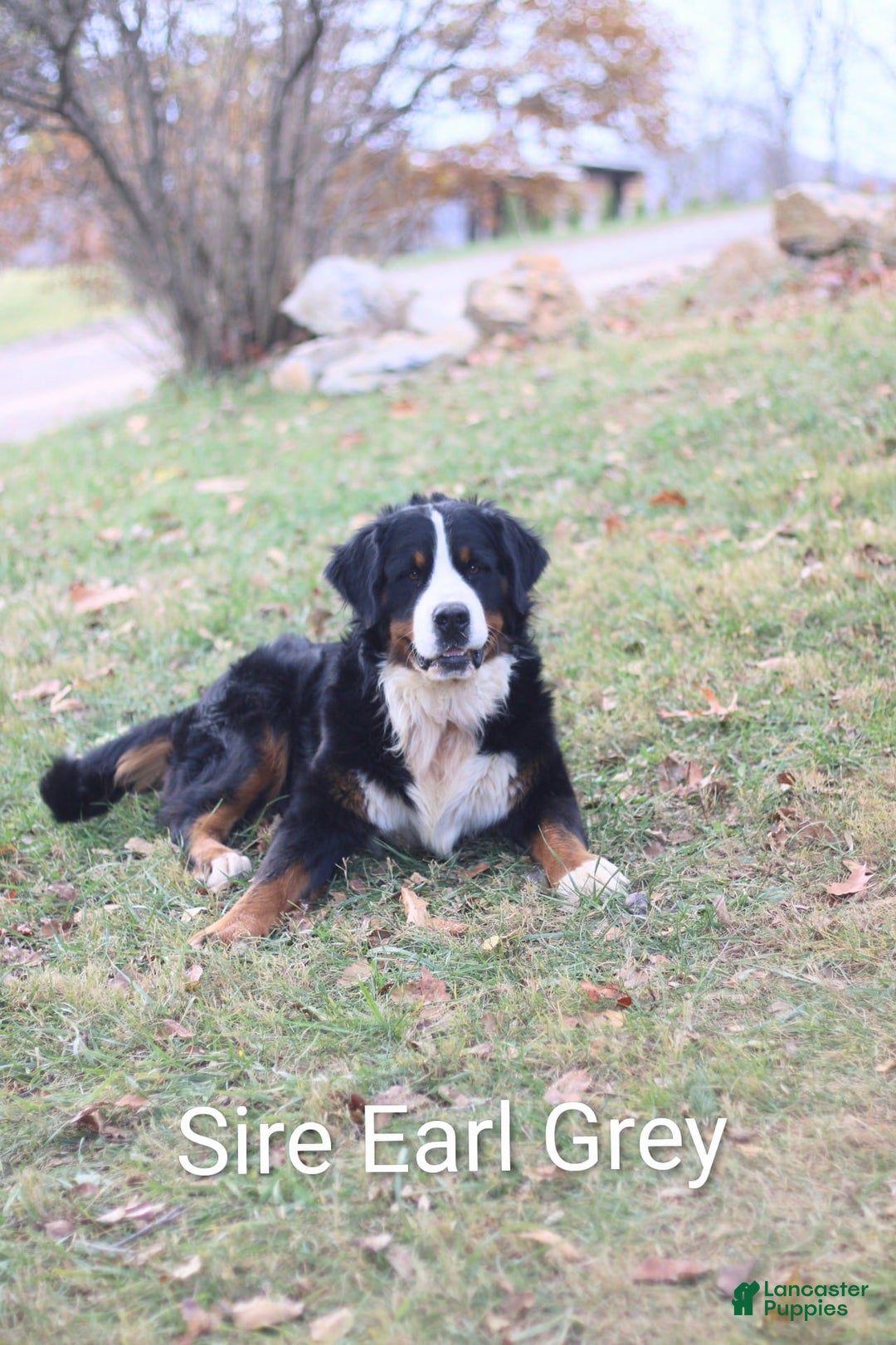 Bernese Mountain Dog dogs for sale: Anastasia  - Ad 4
