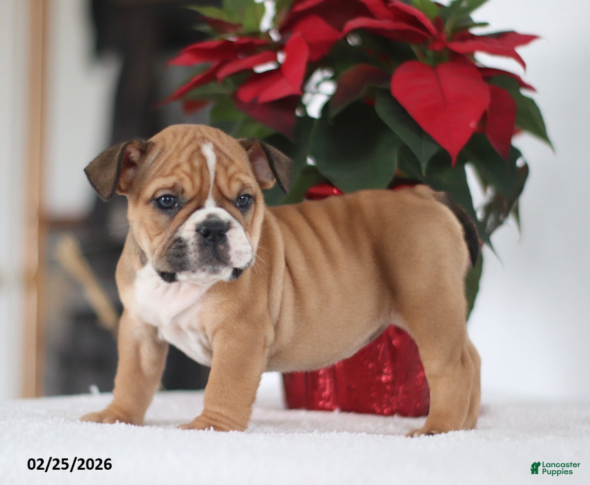 English Bulldog dogs Rosie - Ad 1