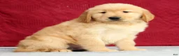 Golden Retriever dogs for sale: Yukon - Ad 3