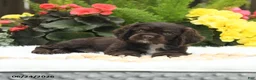 English Cocker Spaniel dogs for sale: Sundae - Ad 4